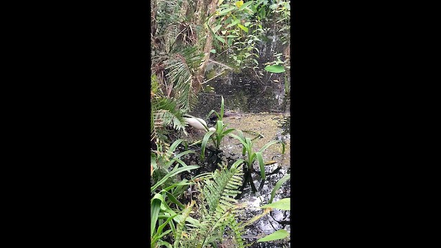 シロトキ - ML649239550