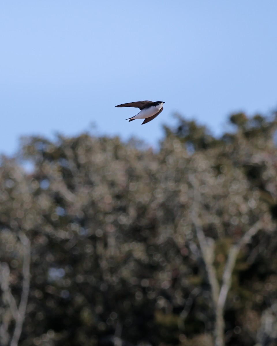 Tree Swallow - ML649239740