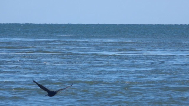 鸕鷀 - ML649239747