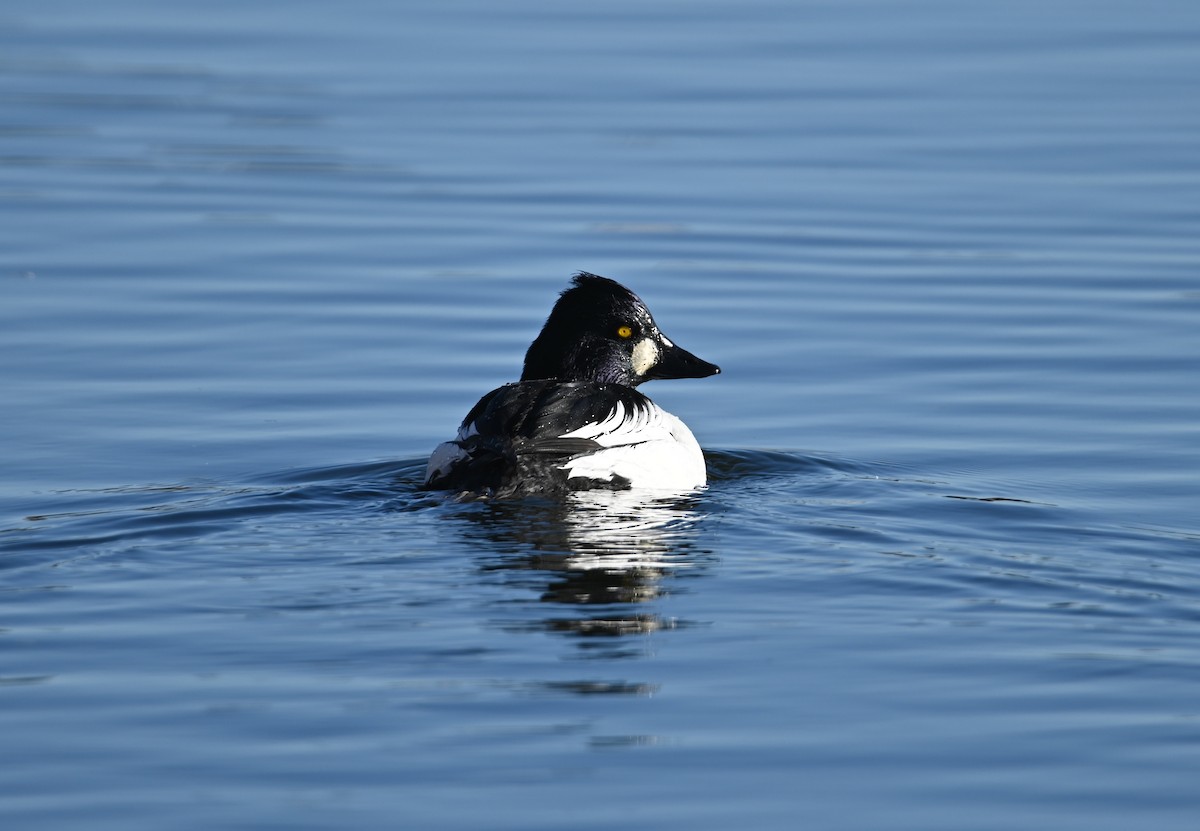 Common Goldeneye - ML649239902