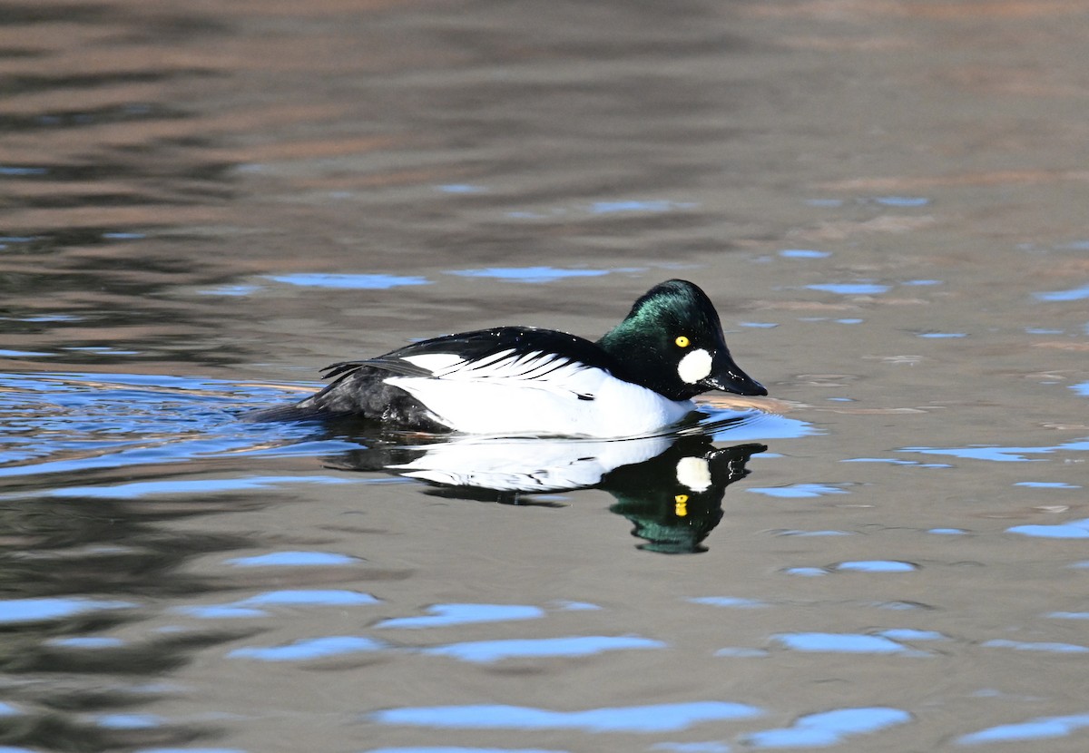 Common Goldeneye - ML649239903