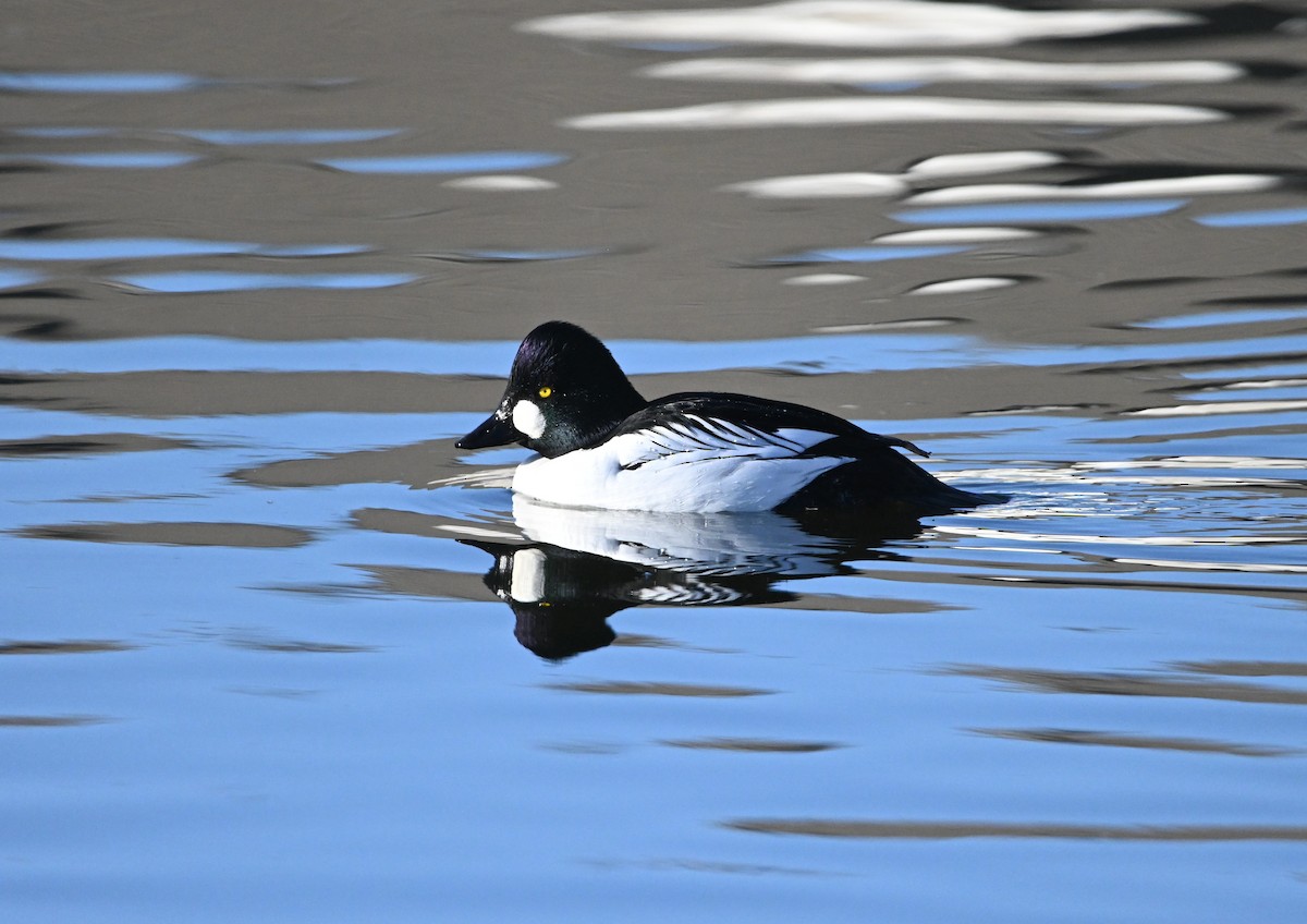 Common Goldeneye - ML649239904