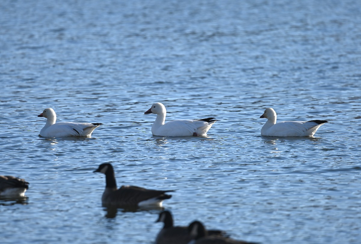 Snow Goose - ML649239909