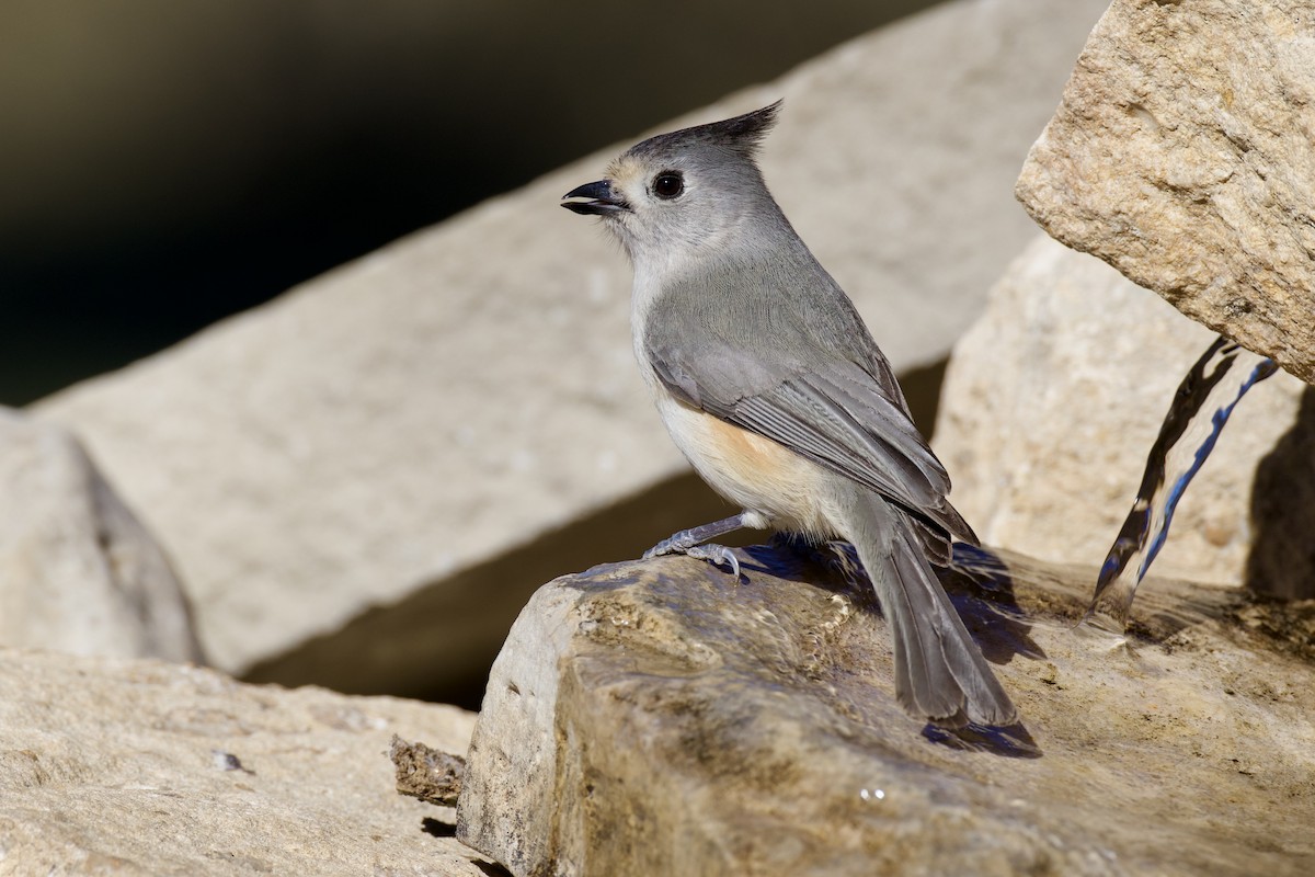 Black-crested Titmouse - ML649239958