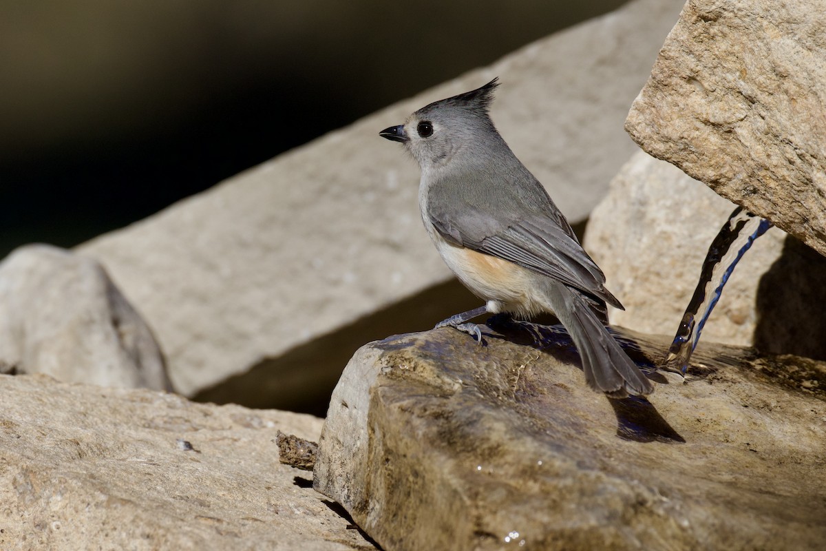 Black-crested Titmouse - ML649239959