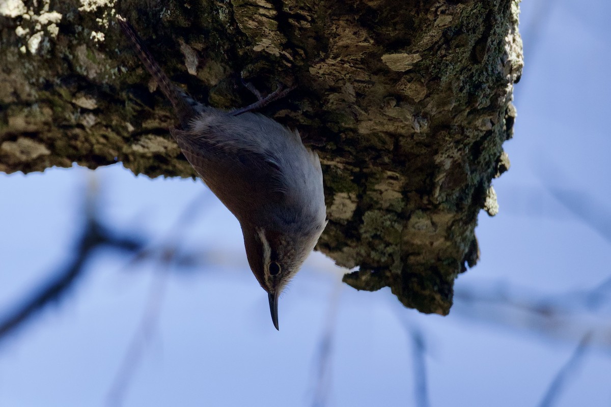 Bewick's Wren - ML649239982