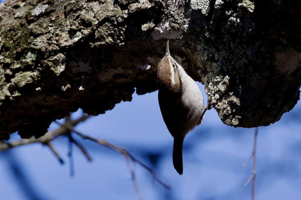 Bewick's Wren - ML649239983