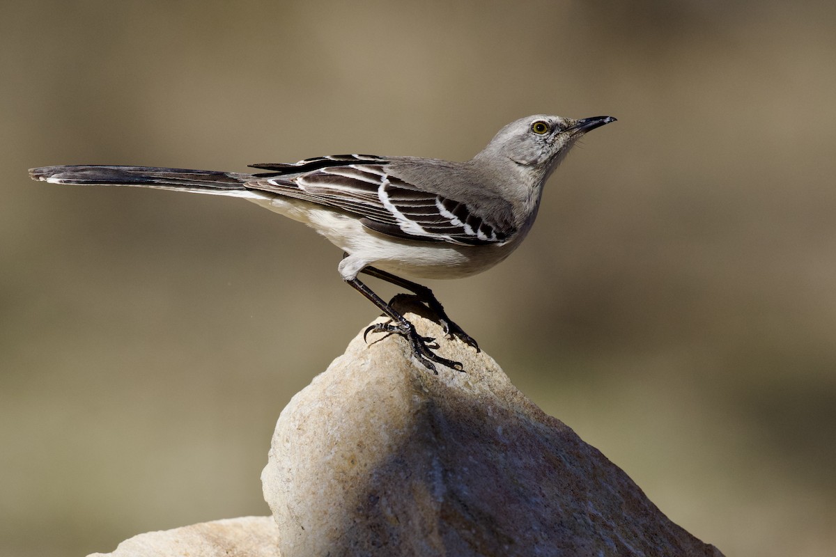 Northern Mockingbird - ML649240030