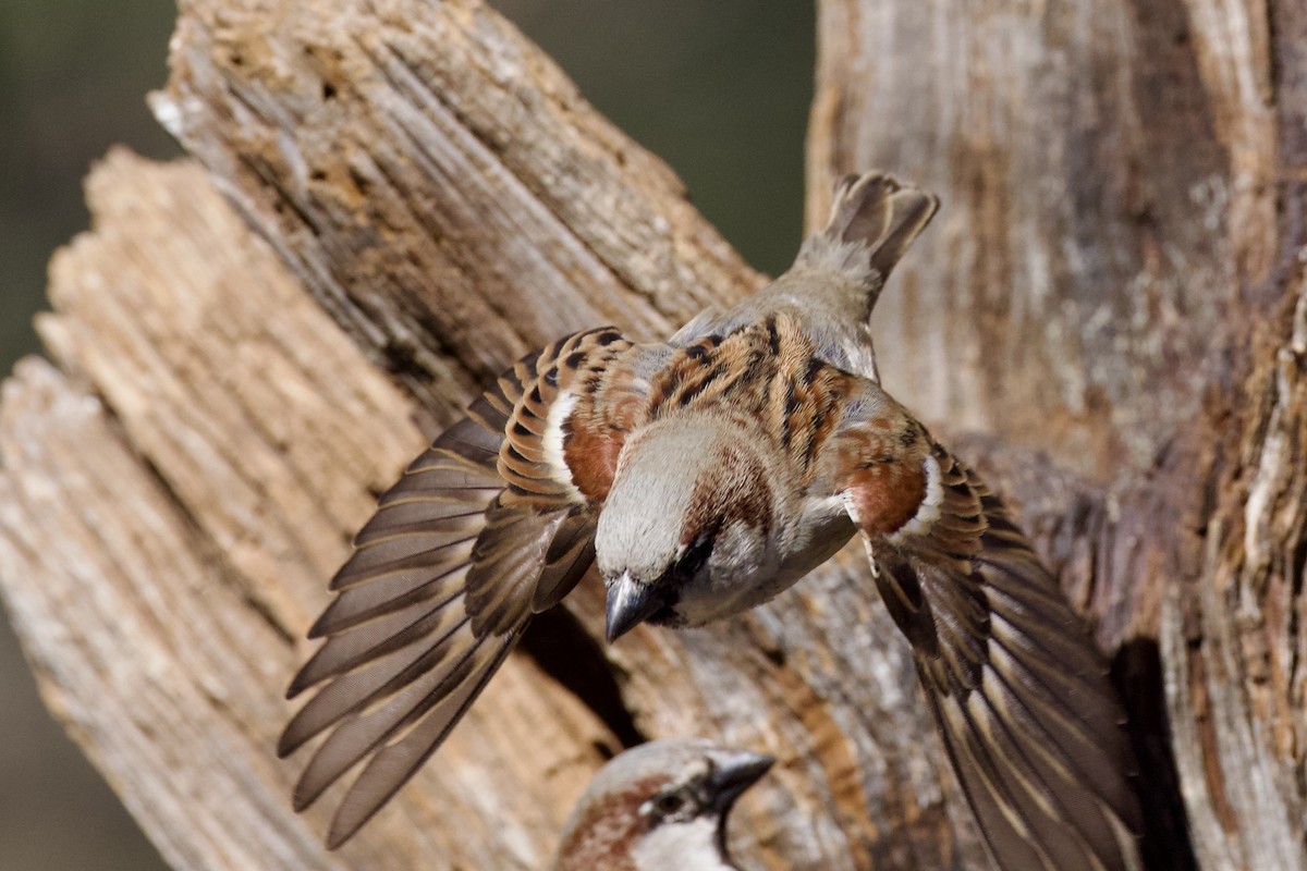 House Sparrow - ML649240090