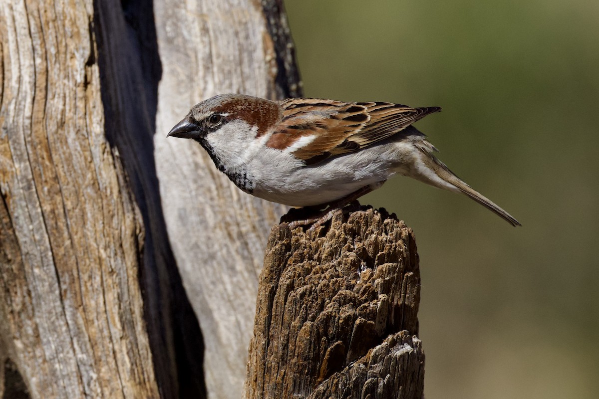 House Sparrow - ML649240091
