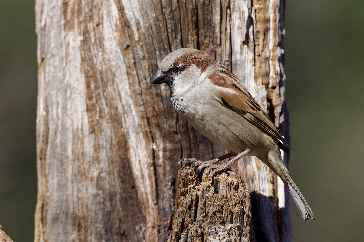 House Sparrow - ML649240092