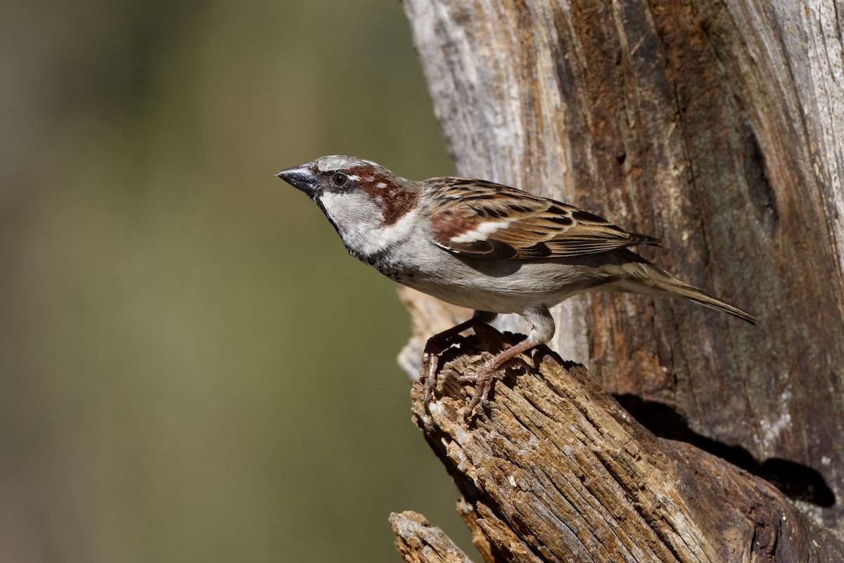 House Sparrow - ML649240093