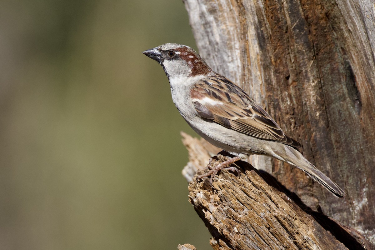 House Sparrow - ML649240094