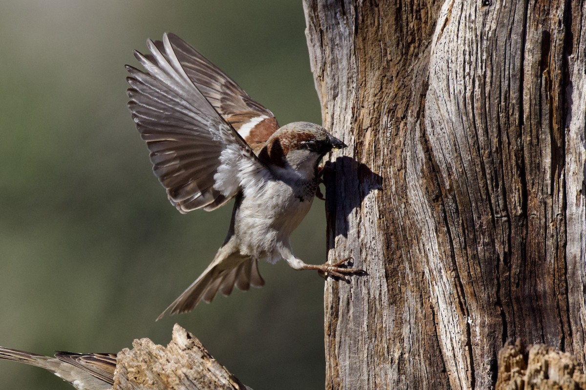 House Sparrow - ML649240095