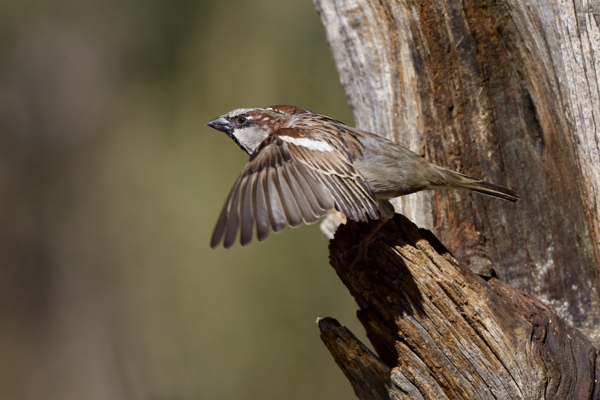 House Sparrow - ML649240096