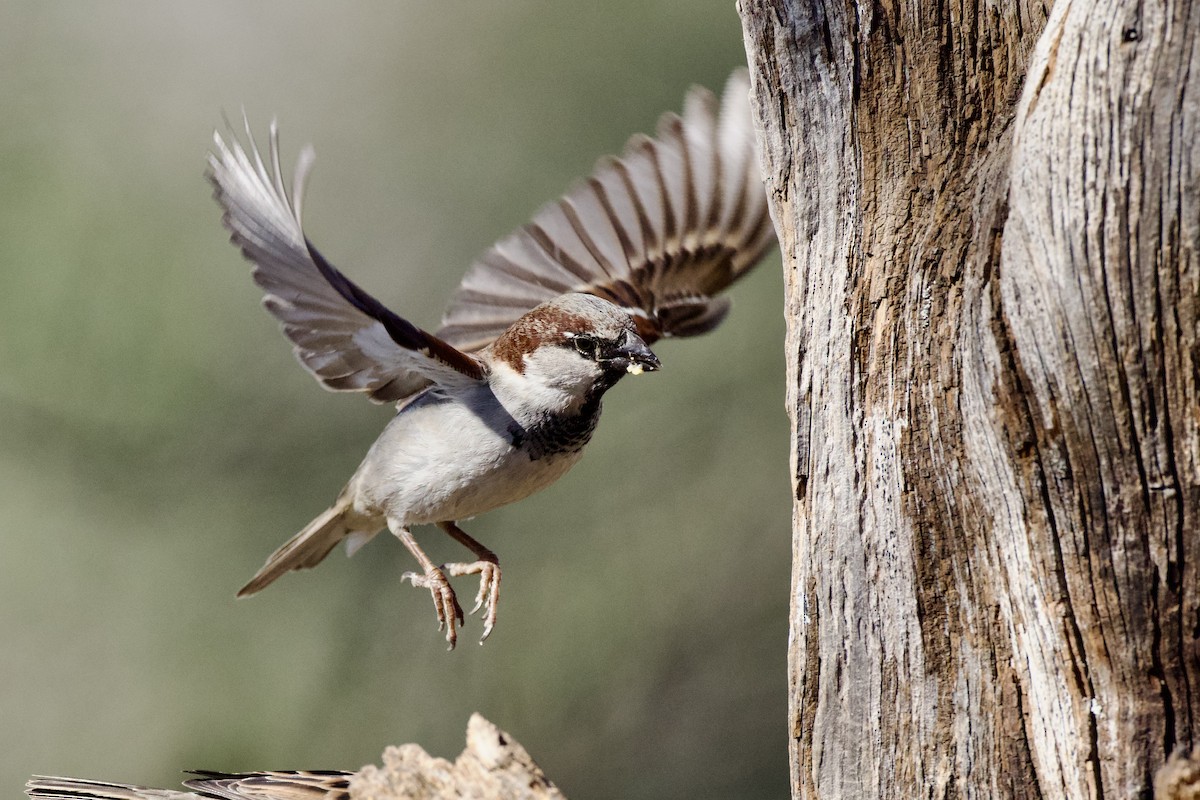 House Sparrow - ML649240097