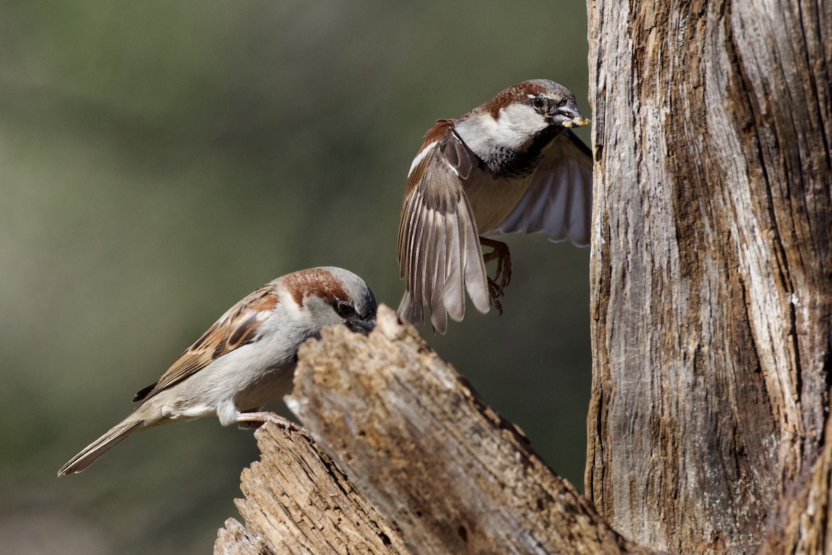 House Sparrow - ML649240098