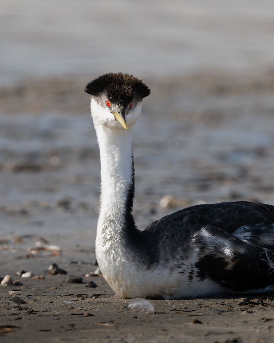 Western Grebe - ML649240366