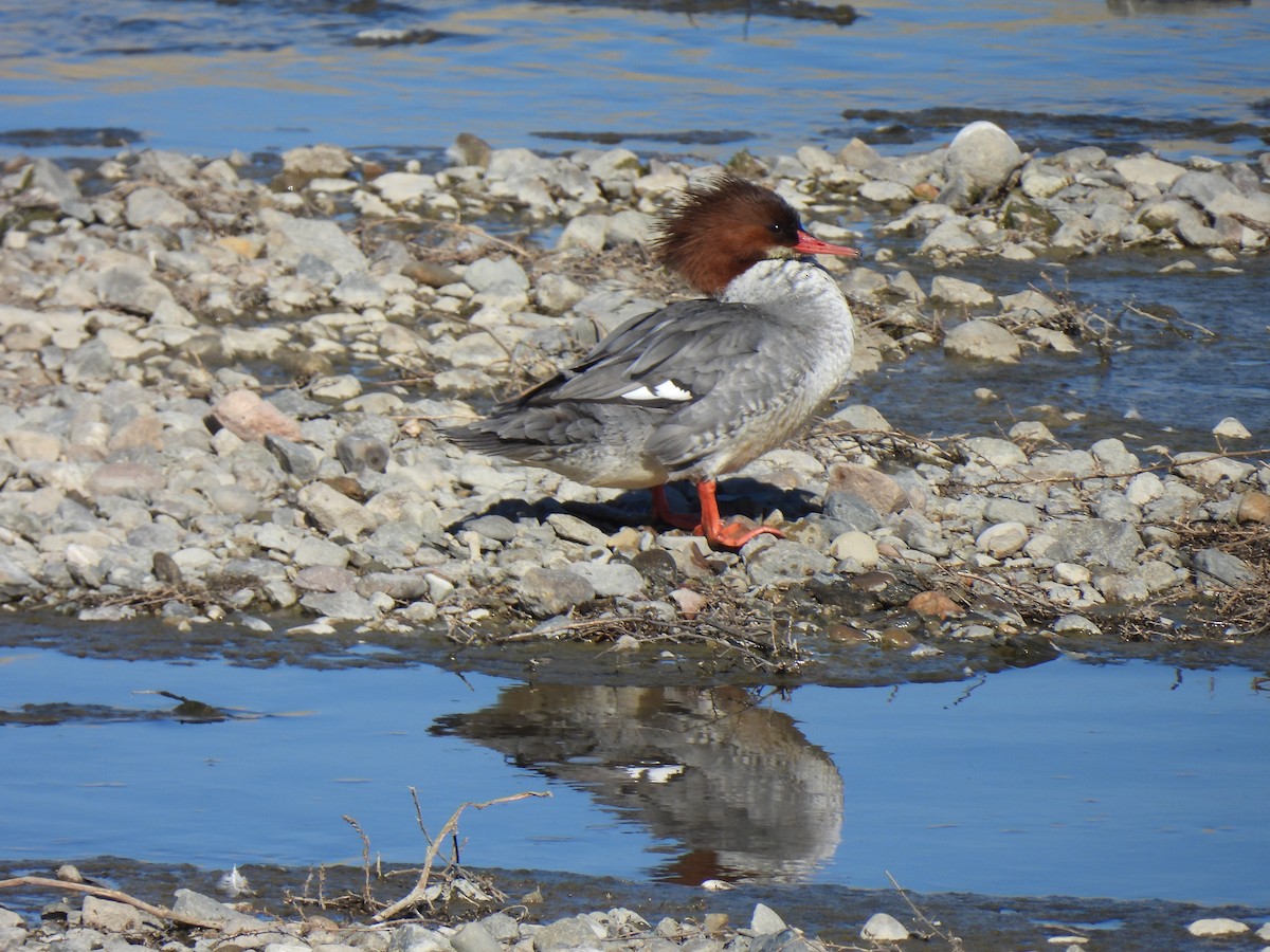 Smergo maggiore - ML649240393