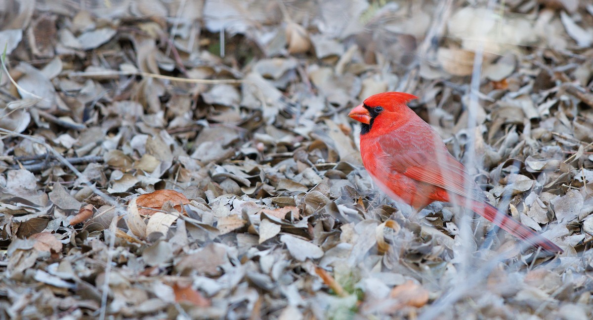 Northern Cardinal - ML649240394