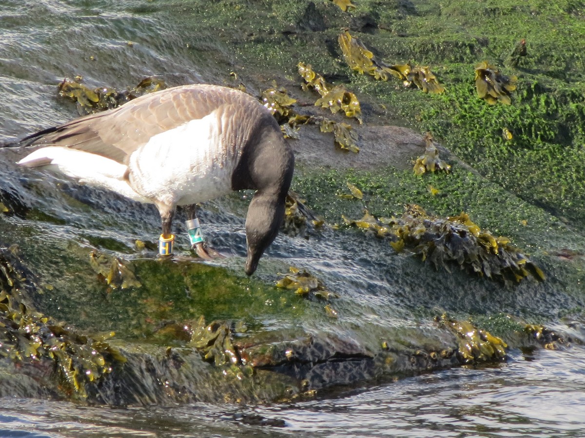 Oca colombaccio - ML649240398