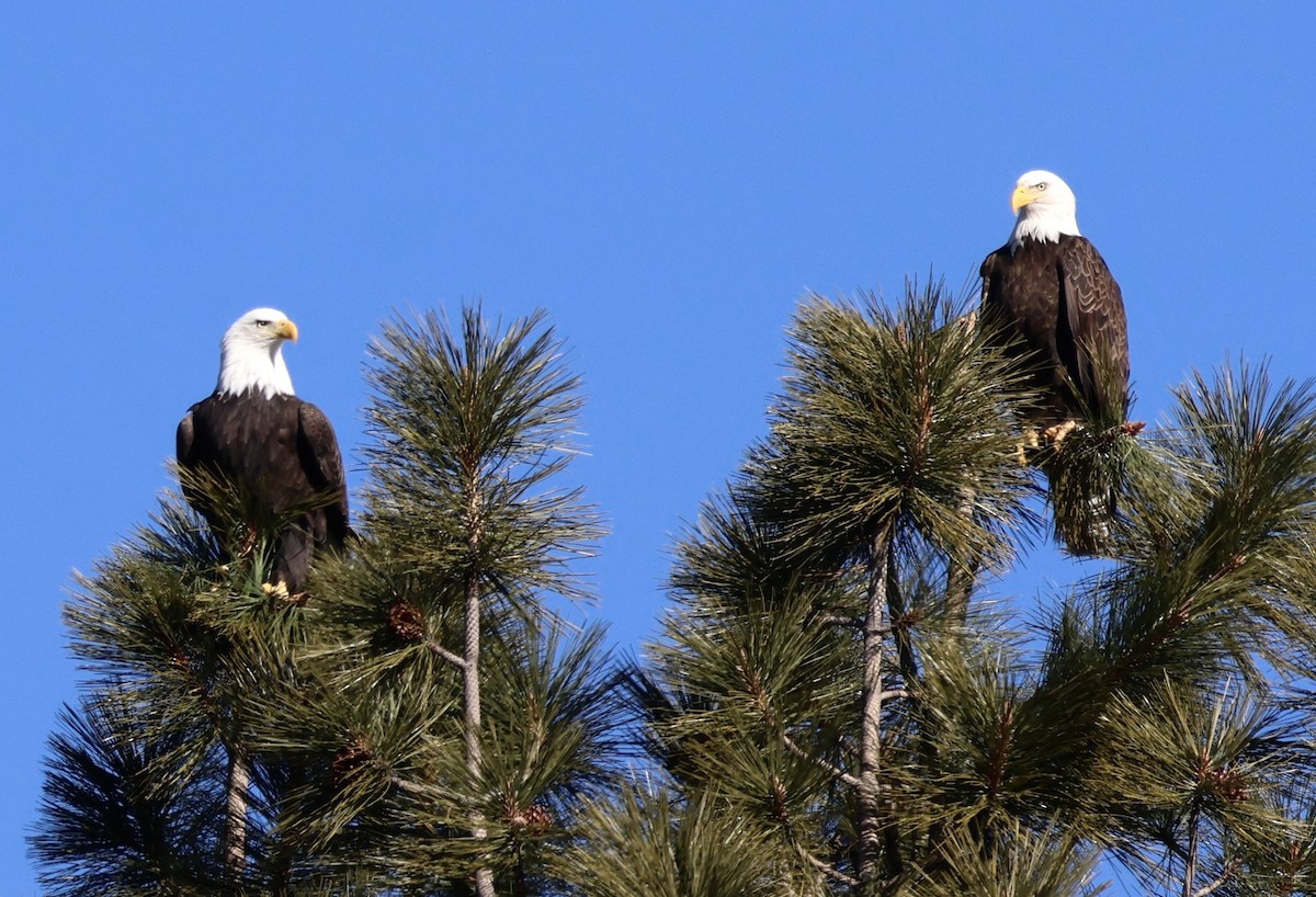 Bald Eagle - ML649240400