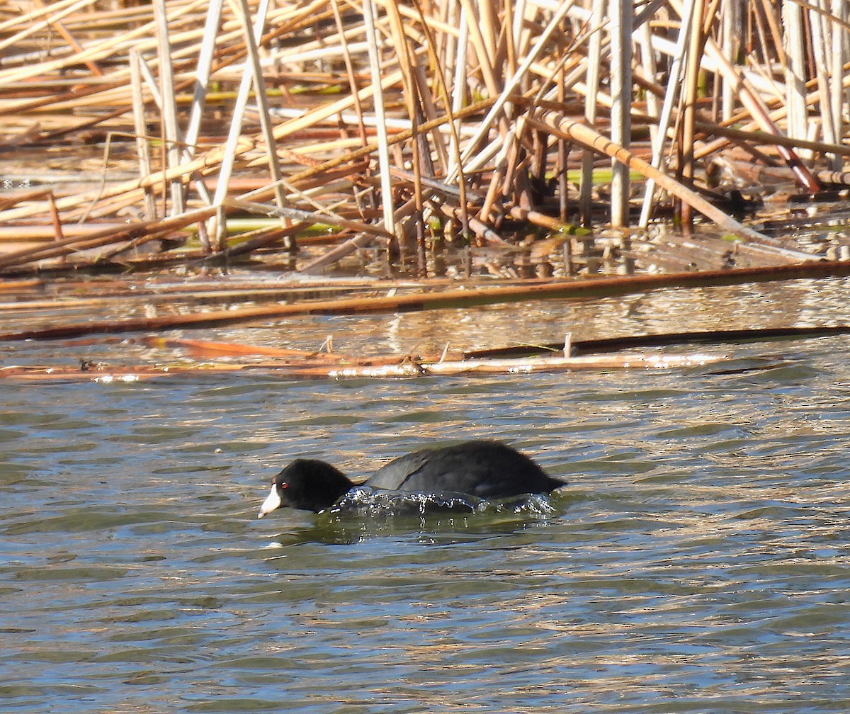 American Coot - ML649240401