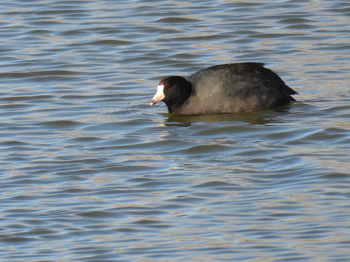 American Coot - ML649240402