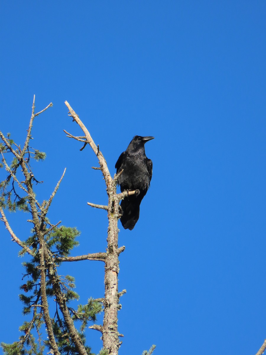 Corvo imperiale - ML649240405