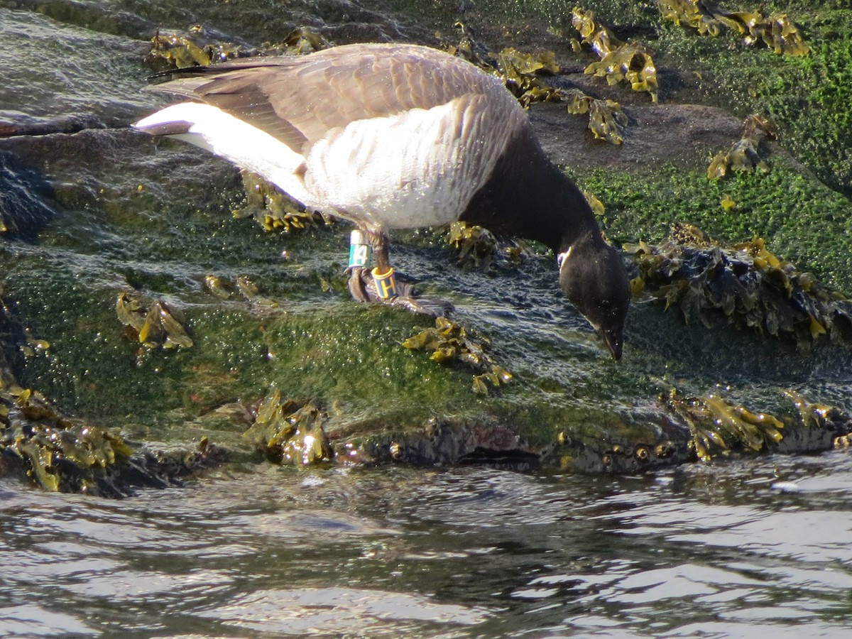 Oca colombaccio - ML649240406