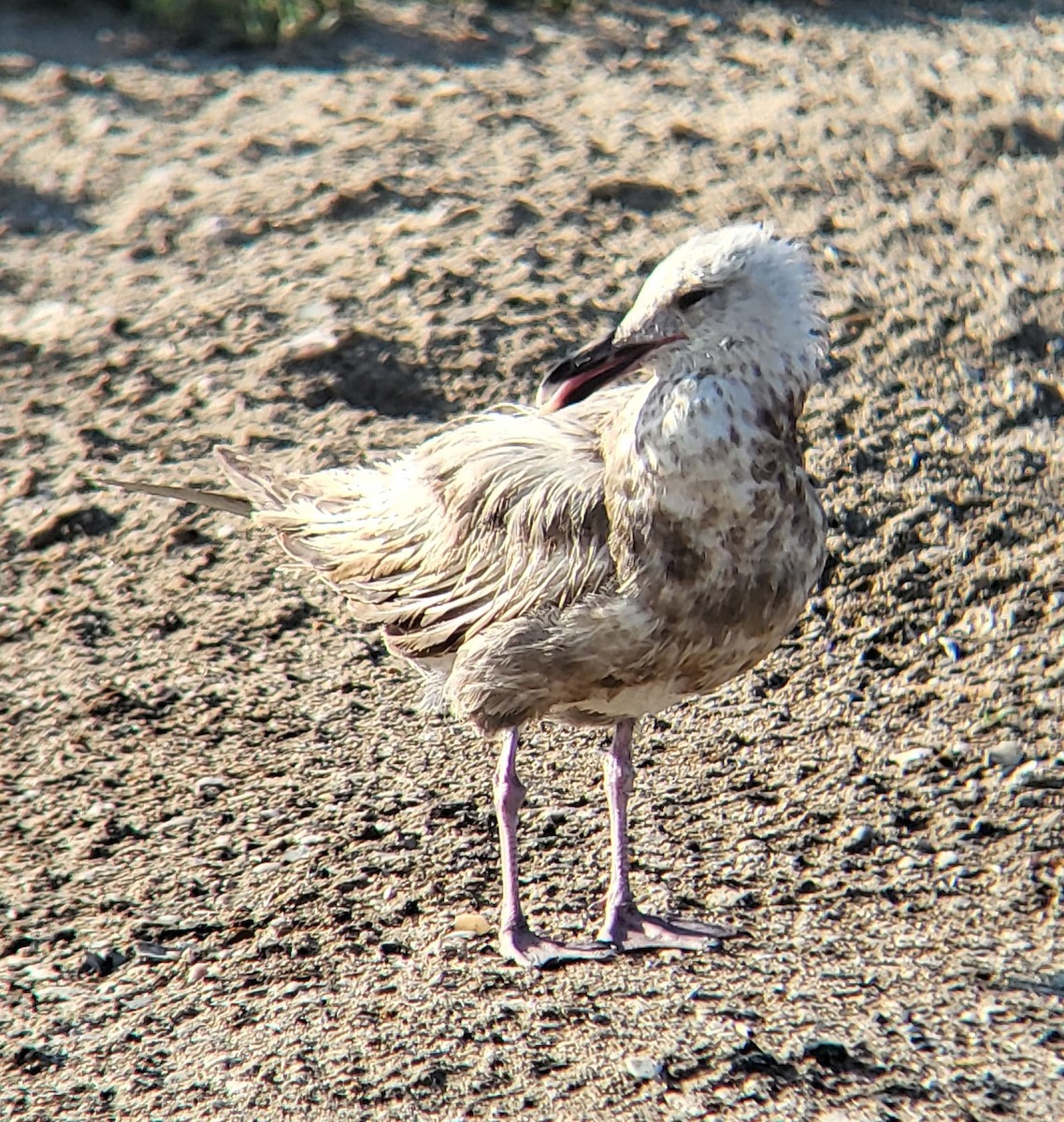 American Herring Gull - ML649240408