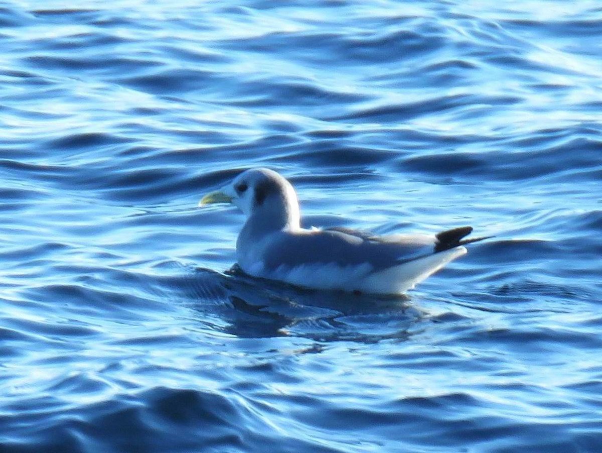 Gabbiano tridattilo - ML649240409