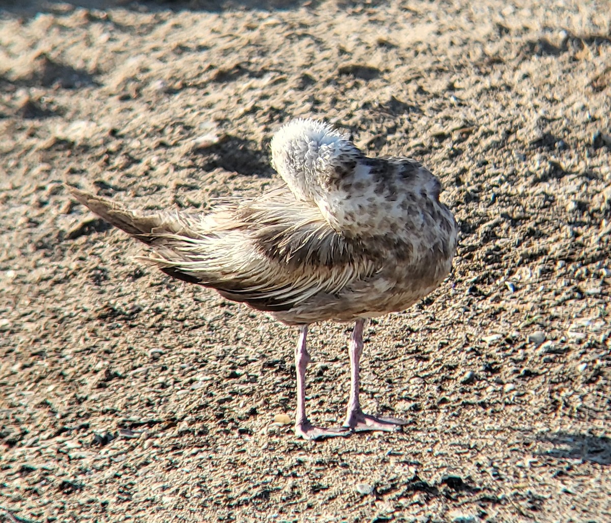American Herring Gull - ML649240410