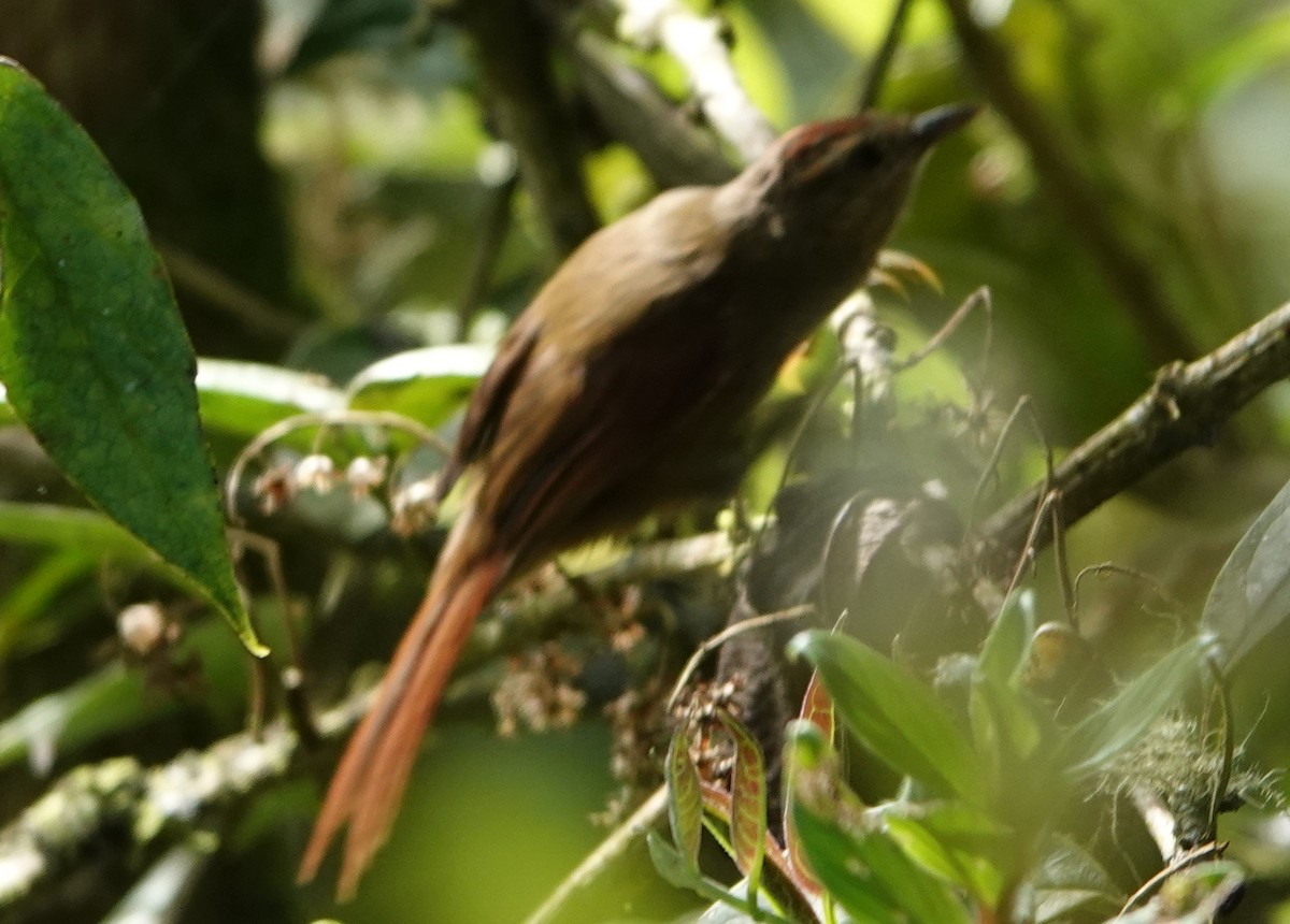 Ash-browed Spinetail - ML649240411