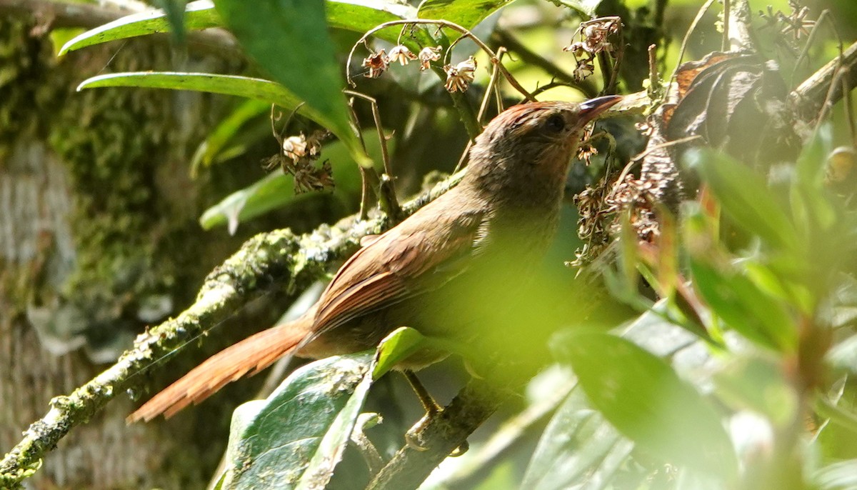 Ash-browed Spinetail - ML649240412