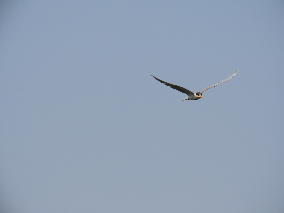 River Tern - ML649240413