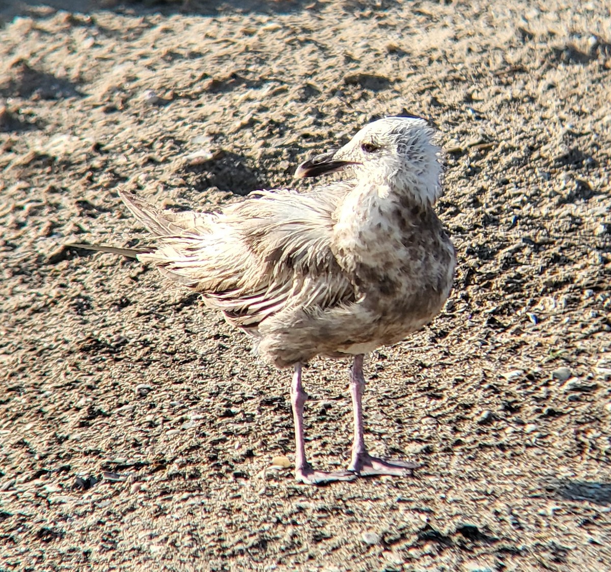 American Herring Gull - ML649240415