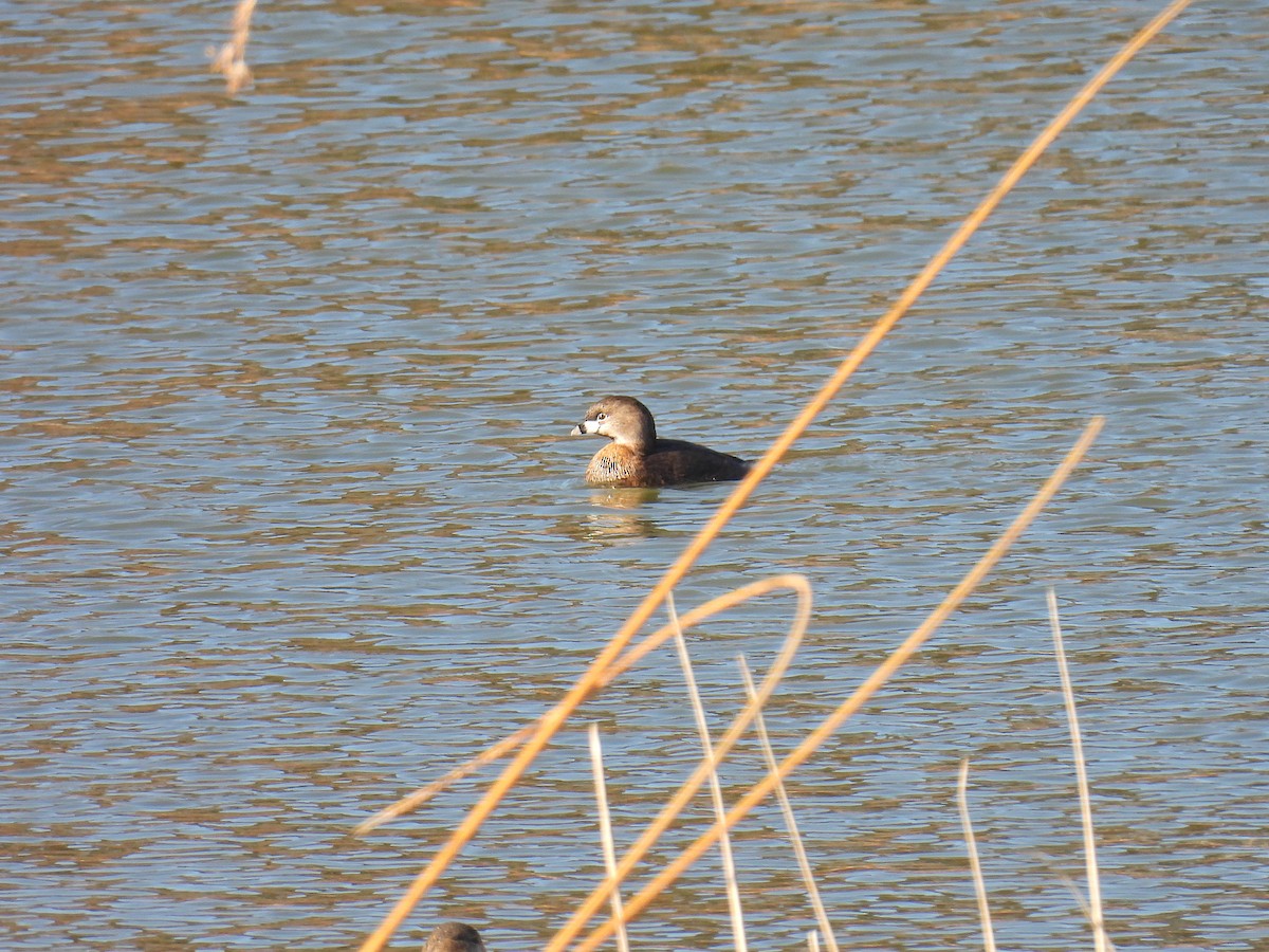 Pied-billed Grebe - ML649240416
