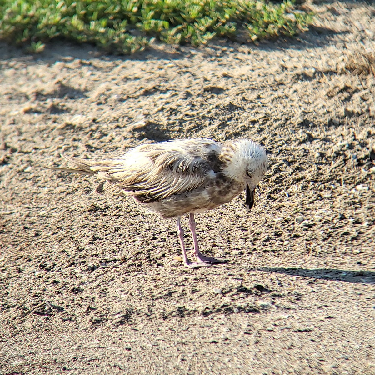 American Herring Gull - ML649240418
