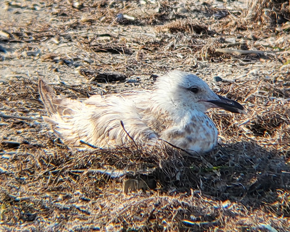 American Herring Gull - ML649240420