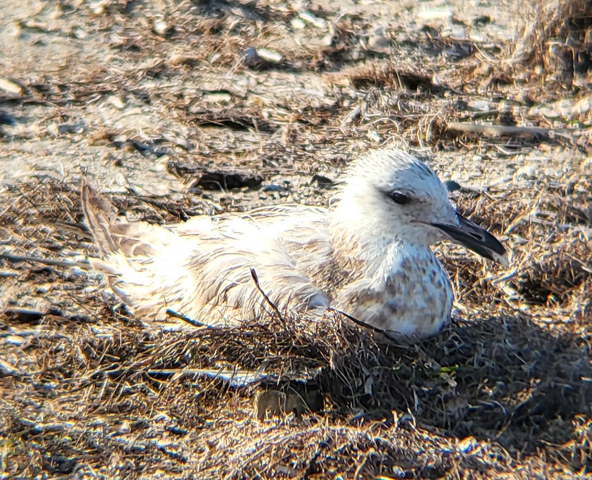 American Herring Gull - ML649240421