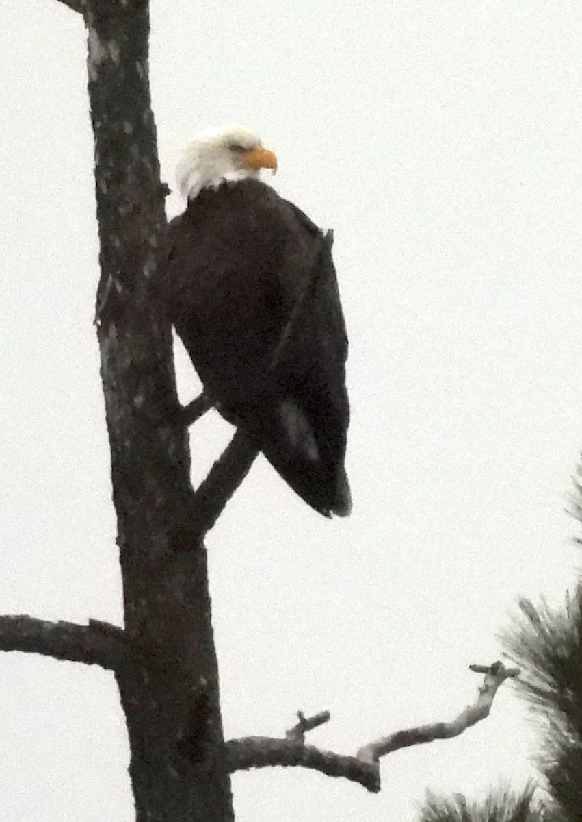 Bald Eagle - ML649240422