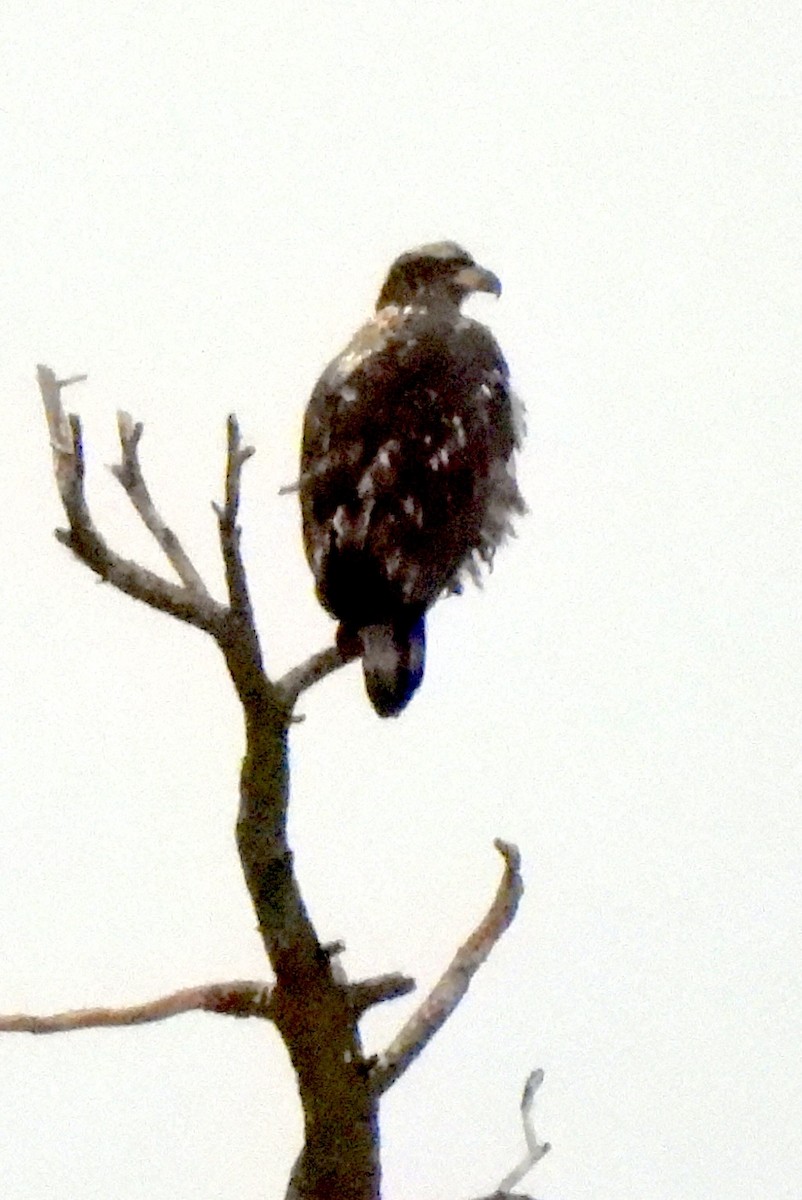 Bald Eagle - ML649240423