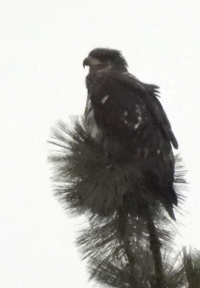 Bald Eagle - ML649240424