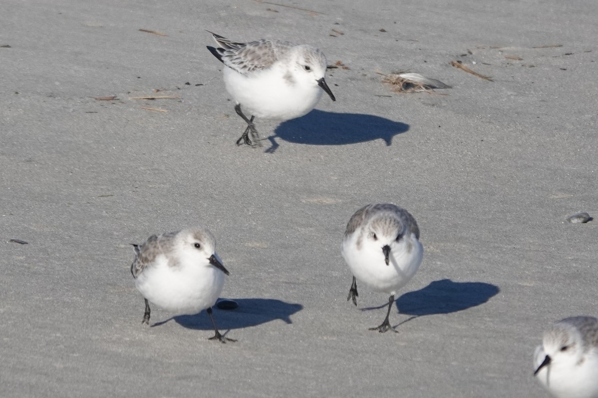 Piovanello tridattilo - ML649240425