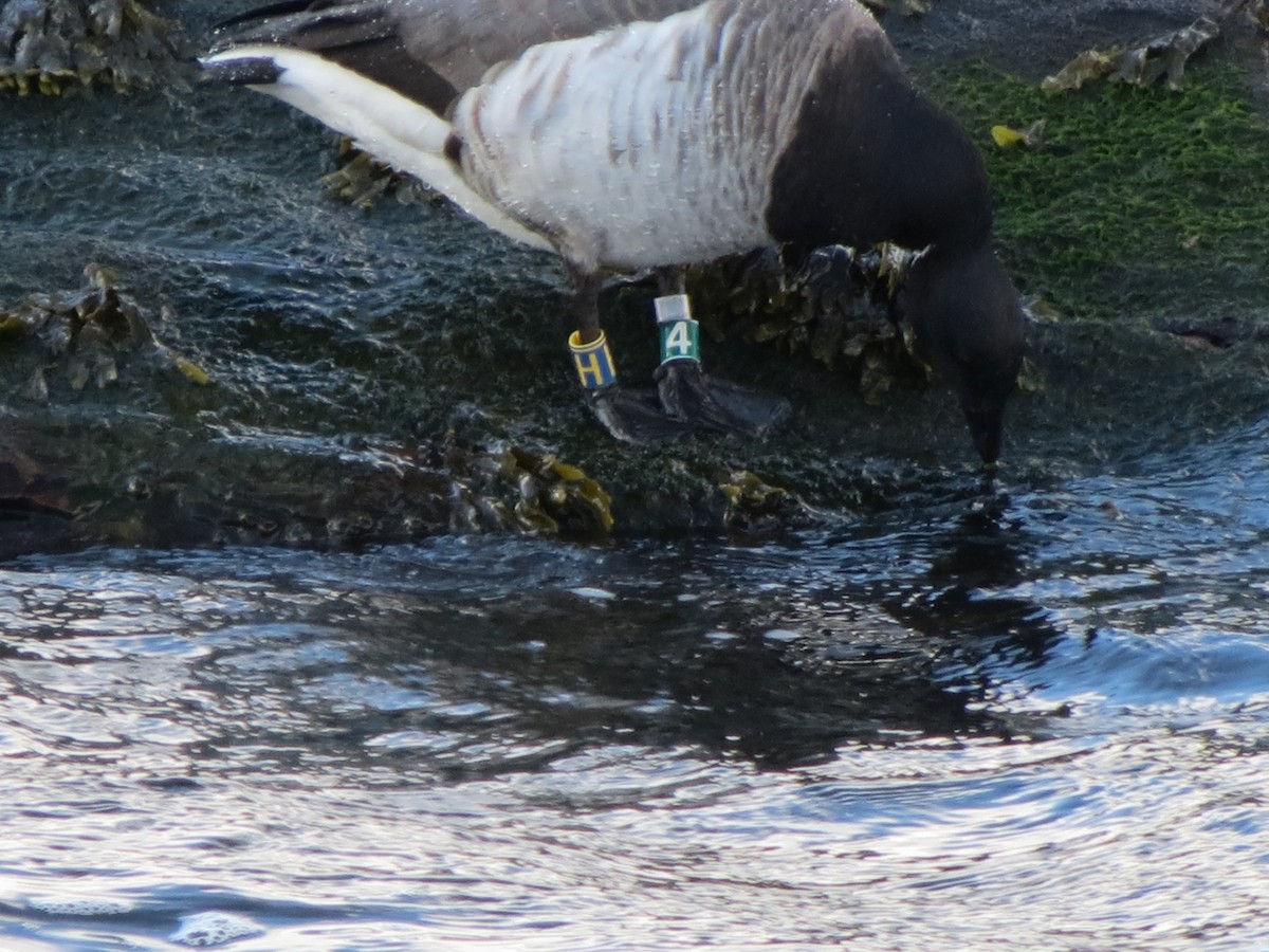 Oca colombaccio - ML649240426