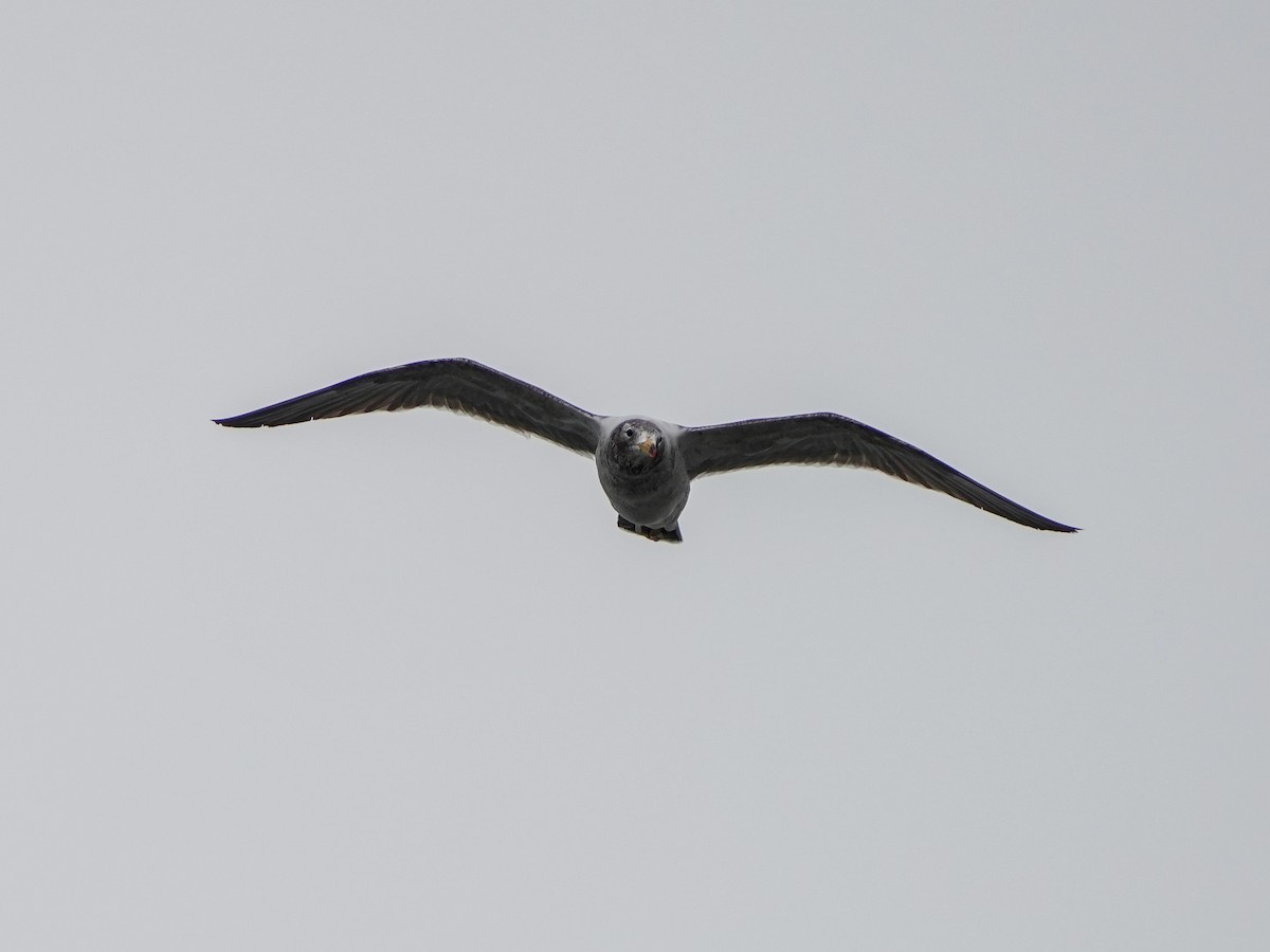 Belcher's Gull - ML649240427