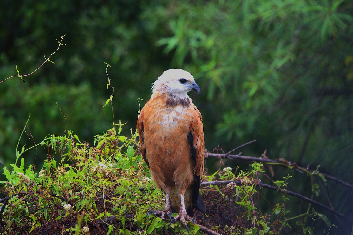 Black-collared Hawk - ML649240598