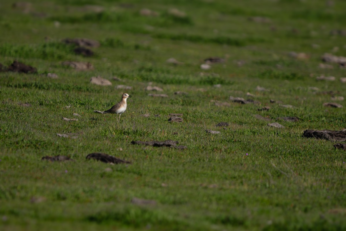 Mountain Plover - ML649240654