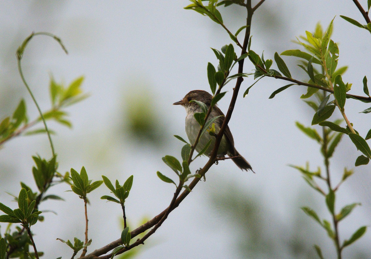 Tiranuelo Copetón - ML649240773